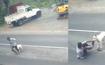 പീരുമേട് തെരുവ് നായ ശല്യം രൂക്ഷം : ഞായർ തിങ്കൾ ദിവസങ്ങളിലായി കടിയേറ്റത് 14 പേര്ക്ക്