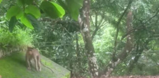 റാന്നി വലിയപതാൽ, ചുട്ടിപ്പാറ മേഖലകളിൽ വാനരശല്യം അതിരൂക്ഷം