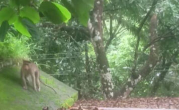 റാന്നി വലിയപതാൽ, ചുട്ടിപ്പാറ മേഖലകളിൽ വാനരശല്യം അതിരൂക്ഷം