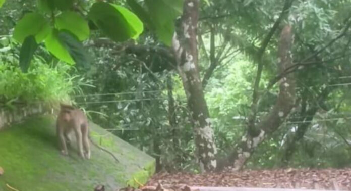 റാന്നി വലിയപതാൽ, ചുട്ടിപ്പാറ മേഖലകളിൽ വാനരശല്യം അതിരൂക്ഷം റാന്നി വലിയപതാൽ, ചുട്ടിപ്പാറ മേഖലകളിൽ വാനരശല്യം അതിരൂക്ഷം