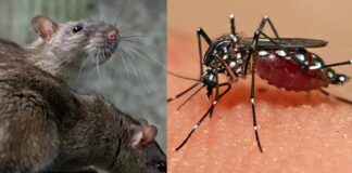സംസ്ഥാനത്ത് എലിപ്പനി, മലേറിയ ബാധിതരുടെ എണ്ണം വർധിക്കുന്നു