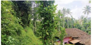 റാന്നി ഭഗവതിക്കുന്നിൽ ദേവസ്വം ബോർഡിന്റെ തേക്കുമരക്കഷണങ്ങൾ മോഷ്ടിച്ചു ; പോലീസിൽ പരാതി