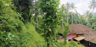 റാന്നി ഭഗവതിക്കുന്നിൽ ദേവസ്വം ബോർഡിന്റെ തേക്കുമരക്കഷണങ്ങൾ മോഷ്ടിച്ചു ; പോലീസിൽ പരാതി