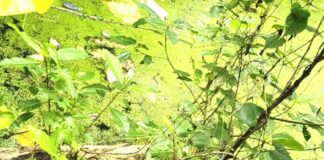 അങ്കണവാടിക്ക് സമീപത്തെ കാടുകയറിയ കുളം ഭീഷണിയാകുന്നു