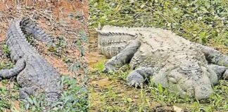 പനമരം പുഴയിൽ മുതല ഭീതി ; പ്രദേശവാസികൾ ആശങ്കയിൽ