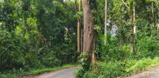 ആഞ്ഞിലിമുക്കിലെ കൂറ്റൻ ആഞ്ഞിലിമരം അപകടഭീഷണിയിൽ ; അധികൃതരുടെ നിഷ്ക്രിയത്വത്തിനെതിരെ പ്രതിഷേധം ശക്തം