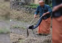 റാന്നിയിൽ എക്സൈസ് ഓഫീസ് പരിസരത്ത് മൂർഖൻ പാമ്പ് ; വനംവകുപ്പ് എത്തിയില്ലെന്ന് ആക്ഷേപം, ഒടുവിൽ പിടികൂടി മാത്തുക്കുട്ടി
