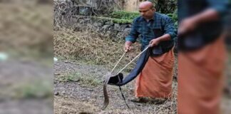 റാന്നിയിൽ എക്സൈസ് ഓഫീസ് പരിസരത്ത് മൂർഖൻ പാമ്പ് ; വനംവകുപ്പ് എത്തിയില്ലെന്ന് ആക്ഷേപം, ഒടുവിൽ പിടികൂടി മാത്തുക്കുട്ടി