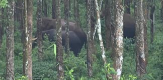 ഡ്രോൺ നിരീക്ഷണവും പരാജയം ; വടശേരിക്കരയിൽ കാട്ടാനശല്യം രൂക്ഷം, ജനങ്ങൾ ഭീതിയിൽ
