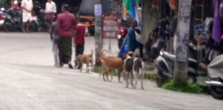 ചുങ്കപ്പാറയില് തെരുവ് നായ ശല്യം രൂക്ഷം ; പ്രദേശവാസികള് ഭീതിയില്