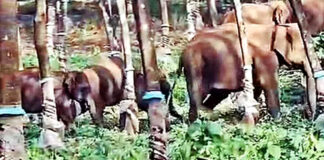 വടശ്ശേരിക്കരയില് ഇറങ്ങിയ ആനക്കൂട്ടത്തെ കാട്ടിലേക്ക് തിരികെ കയറ്റി വിട്ടു