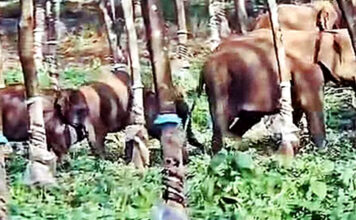 വടശ്ശേരിക്കരയില് ഇറങ്ങിയ ആനക്കൂട്ടത്തെ കാട്ടിലേക്ക് തിരികെ കയറ്റി വിട്ടു