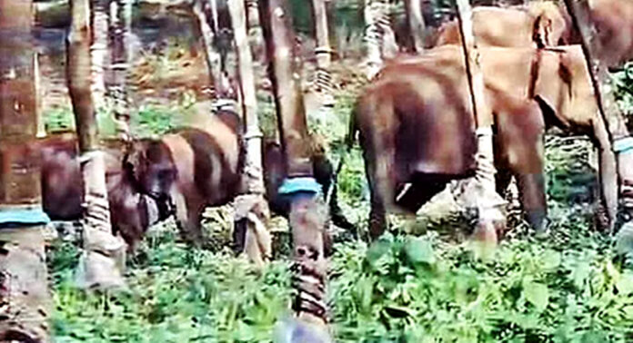 വടശ്ശേരിക്കരയില് ഇറങ്ങിയ ആനക്കൂട്ടത്തെ കാട്ടിലേക്ക് തിരികെ കയറ്റി വിട്ടു വടശ്ശേരിക്കരയില് ഇറങ്ങിയ ആനക്കൂട്ടത്തെ കാട്ടിലേക്ക് തിരികെ കയറ്റി വിട്ടു