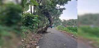 ബ്ലോക്കുപടി- രാമപുരം റോഡിൽ അപകട ഭീഷണിയുയർത്തിയ പനമരം അഗ്നിശമനസേന മുറിച്ചുനീക്കി