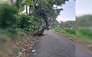 ബ്ലോക്കുപടി- രാമപുരം റോഡിൽ അപകട ഭീഷണിയുയർത്തിയ പനമരം അഗ്നിശമനസേന മുറിച്ചുനീക്കി