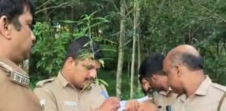 റാന്നി ചേത്തക്കൽ റബര് തോട്ടത്തില് നട്ടുവളര്ത്തിയ കഞ്ചാവ് ചെടി