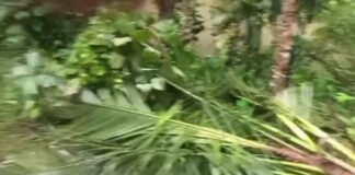 വടശ്ശേരിക്കരയിൽ വീണ്ടും കാട്ടാന ശല്യം : ജനവാസ മേഖലയിലെത്തിയ കാട്ടാന കൃഷികള് നശിപ്പിച്ചു
