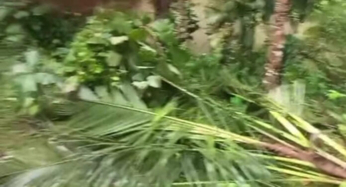 വടശ്ശേരിക്കരയിൽ വീണ്ടും കാട്ടാന ശല്യം : ജനവാസ മേഖലയിലെത്തിയ കാട്ടാന കൃഷികള് നശിപ്പിച്ചു വടശ്ശേരിക്കരയിൽ വീണ്ടും കാട്ടാന ശല്യം : ജനവാസ മേഖലയിലെത്തിയ കാട്ടാന കൃഷികള് നശിപ്പിച്ചു