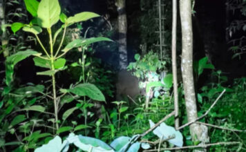 കാട്ടാന ഭീതിയില് നാറാണംമൂഴി പഞ്ചായത്ത് : കാര്ഷിക വിളകള് വ്യാപകമായി നശിപ്പിക്കുന്നു