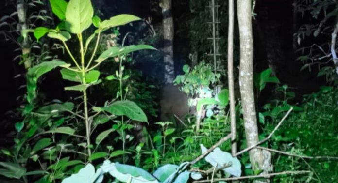 കാട്ടാന ഭീതിയില് നാറാണംമൂഴി പഞ്ചായത്ത് : കാര്ഷിക വിളകള് വ്യാപകമായി നശിപ്പിക്കുന്നു കാട്ടാന ഭീതിയില് നാറാണംമൂഴി പഞ്ചായത്ത് : കാര്ഷിക വിളകള് വ്യാപകമായി നശിപ്പിക്കുന്നു