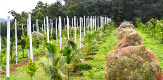 മണ്ണാറക്കുളഞ്ഞിയില് പ്രവാസി മലയാളിയുടെ ഹൈടെക് കൃഷിതോട്ടം ശ്രദ്ധേയമാകുന്നു