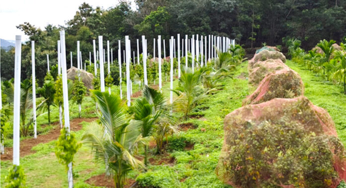 മണ്ണാറക്കുളഞ്ഞിയില് പ്രവാസി മലയാളിയുടെ ഹൈടെക് കൃഷിതോട്ടം ശ്രദ്ധേയമാകുന്നു മണ്ണാറക്കുളഞ്ഞിയില് പ്രവാസി മലയാളിയുടെ ഹൈടെക് കൃഷിതോട്ടം ശ്രദ്ധേയമാകുന്നു