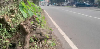 കുമ്പഴ പാലത്തിന് സമീപം പാതയോരത്ത് അപകടകരമായി മരക്കുറ്റികള്