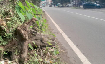 കുമ്പഴ പാലത്തിന് സമീപം പാതയോരത്ത് അപകടകരമായി മരക്കുറ്റികള്