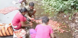 ശബരിമല വനമേഖലയിലെ ആദിവാസികള്ക്ക് വരദാനമായി മുട്ടിപ്പഴങ്ങള്