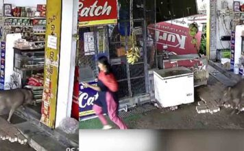 റാന്നിയിൽ മിനി സൂപ്പർമാർക്കറ്റിൽ കാട്ടുപന്നി ആക്രമണം : കടയുടമയ്ക്ക് പരിക്ക് ; പന്നിയെ വെടിവെച്ചുകൊന്നു