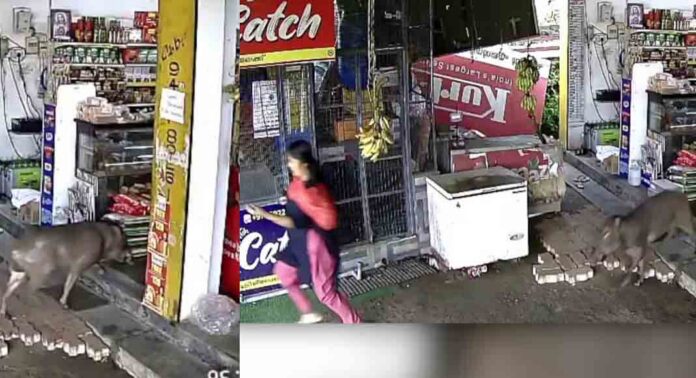 റാന്നിയിൽ മിനി സൂപ്പർമാർക്കറ്റിൽ കാട്ടുപന്നി ആക്രമണം : കടയുടമയ്ക്ക് പരിക്ക് ; പന്നിയെ വെടിവെച്ചുകൊന്നു റാന്നിയിൽ മിനി സൂപ്പർമാർക്കറ്റിൽ കാട്ടുപന്നി ആക്രമണം : കടയുടമയ്ക്ക് പരിക്ക് ; പന്നിയെ വെടിവെച്ചുകൊന്നു