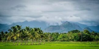 ഡാമുകളിൽ ആവശ്യത്തിന് വെള്ളമില്ലാത്തതോടെ പ്രതിസന്ധിയിലായി പാലക്കാട്ടെ നെൽ കർഷകർ