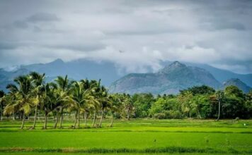 ഡാമുകളിൽ ആവശ്യത്തിന് വെള്ളമില്ലാത്തതോടെ പ്രതിസന്ധിയിലായി പാലക്കാട്ടെ നെൽ കർഷകർ