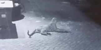 നിലയ്ക്കൽ പെട്രോൾ പമ്പിൽ പുലി ; ആശങ്കയൊഴിയാതെ ജനങ്ങളും തീർത്ഥാടകരും