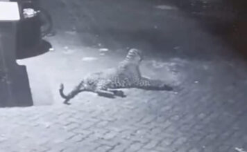 നിലയ്ക്കൽ പെട്രോൾ പമ്പിൽ പുലി ; ആശങ്കയൊഴിയാതെ ജനങ്ങളും തീർത്ഥാടകരും