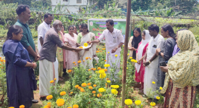 കോന്നി ഗ്രാമപഞ്ചായത്തില് പുഷ്പകൃഷി വിളവെടുപ്പ് നടന്നു കോന്നി ഗ്രാമപഞ്ചായത്തില് പുഷ്പകൃഷി വിളവെടുപ്പ് നടന്നു