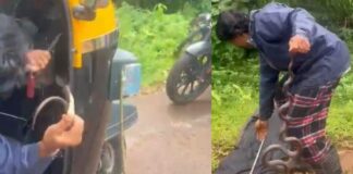 ഓടിക്കൊണ്ടിരുന്ന ഓട്ടോറിക്ഷയിൽ പാമ്പ്