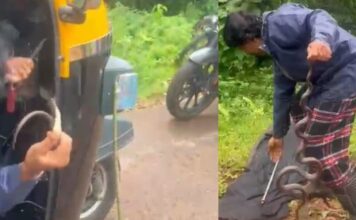ഓടിക്കൊണ്ടിരുന്ന ഓട്ടോറിക്ഷയിൽ പാമ്പ്