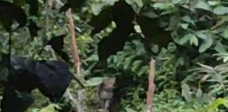 പെരുമ്പാറ ആദിവാസി ഉന്നതിയിൽ പുലി ശല്യം രൂക്ഷമാകുന്നു