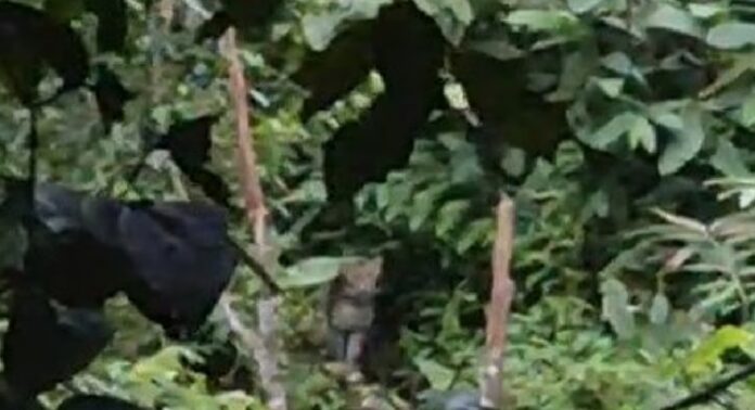 പെരുമ്പാറ ആദിവാസി ഉന്നതിയിൽ പുലി ശല്യം രൂക്ഷമാകുന്നു പെരുമ്പാറ ആദിവാസി ഉന്നതിയിൽ പുലി ശല്യം രൂക്ഷമാകുന്നു