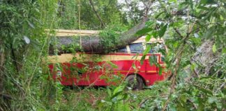 ചേർത്തല കെഎസ്ആർടിസി ഡിപ്പോയിൽ നിർത്തിയിട്ടിരുന്ന ബസിന് മുകളിലേക്ക് വൻമരം കടപുഴകി വീണു