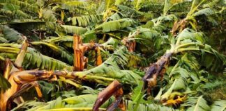 കനത്ത മഴയിലും കാറ്റിലും പ്രകൃതിക്ഷോഭങ്ങളിലും മലപ്പുറം ജില്ലയിൽ വന് കൃഷിനാശം