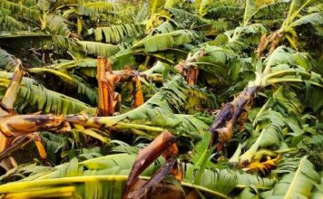 കനത്ത മഴയിലും കാറ്റിലും പ്രകൃതിക്ഷോഭങ്ങളിലും മലപ്പുറം ജില്ലയിൽ വന് കൃഷിനാശം