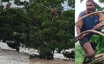 കനത്ത മഴയെത്തുടർന്ന് അഞ്ജനി നദി കരകവിഞ്ഞൊഴുകി , ഒഴുക്കിൽപ്പെട്ട യുവാവ് പ്രാണരക്ഷാർത്ഥം അഭയം തേടിയത് മരത്തിന്റെ മുകളിൽ