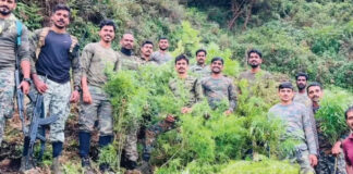 വൻ കഞ്ചാവുവേട്ട ; അട്ടപ്പാടിയിൽ അഞ്ചുമാസം പ്രായമായ 1400 ചെടികൾ നശിപ്പിച്ചു