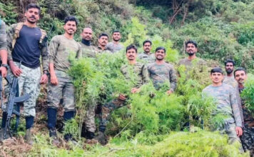 വൻ കഞ്ചാവുവേട്ട ; അട്ടപ്പാടിയിൽ അഞ്ചുമാസം പ്രായമായ 1400 ചെടികൾ നശിപ്പിച്ചു