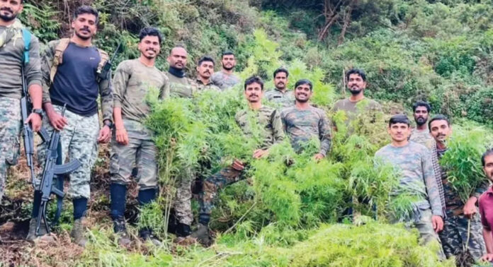 വൻ കഞ്ചാവുവേട്ട ; അട്ടപ്പാടിയിൽ അഞ്ചുമാസം പ്രായമായ 1400 ചെടികൾ നശിപ്പിച്ചു വൻ കഞ്ചാവുവേട്ട ; അട്ടപ്പാടിയിൽ അഞ്ചുമാസം പ്രായമായ 1400 ചെടികൾ നശിപ്പിച്ചു