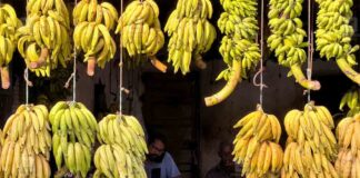 നേന്ത്രക്കായ വില കുതിക്കുന്നു ; കിലോഗ്രാമിന് 80നു മുകളില്