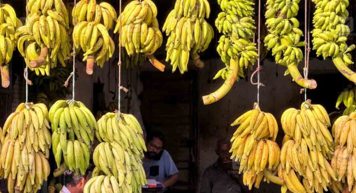 നേന്ത്രക്കായ വില കുതിക്കുന്നു ; കിലോഗ്രാമിന് 80നു മുകളില് നേന്ത്രക്കായ വില കുതിക്കുന്നു ; കിലോഗ്രാമിന് 80നു മുകളില്