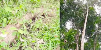 ക്ഷേത്രത്തിലെ മരങ്ങള് മുറിച്ച് വിറ്റ സംഭവത്തില് താത്കാലിക ശാന്തിക്കാരനെ ദേവസ്വം ബോര്ഡ് പിരിച്ചുവിട്ടു